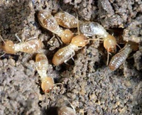 白蚁，害虫还是益虫？