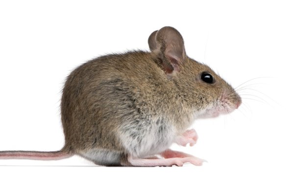 老鼠的防治与危害