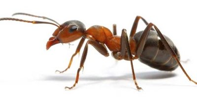 蚂蚁的防治方法