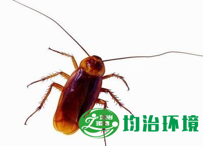 蟑螂危害及防治方法