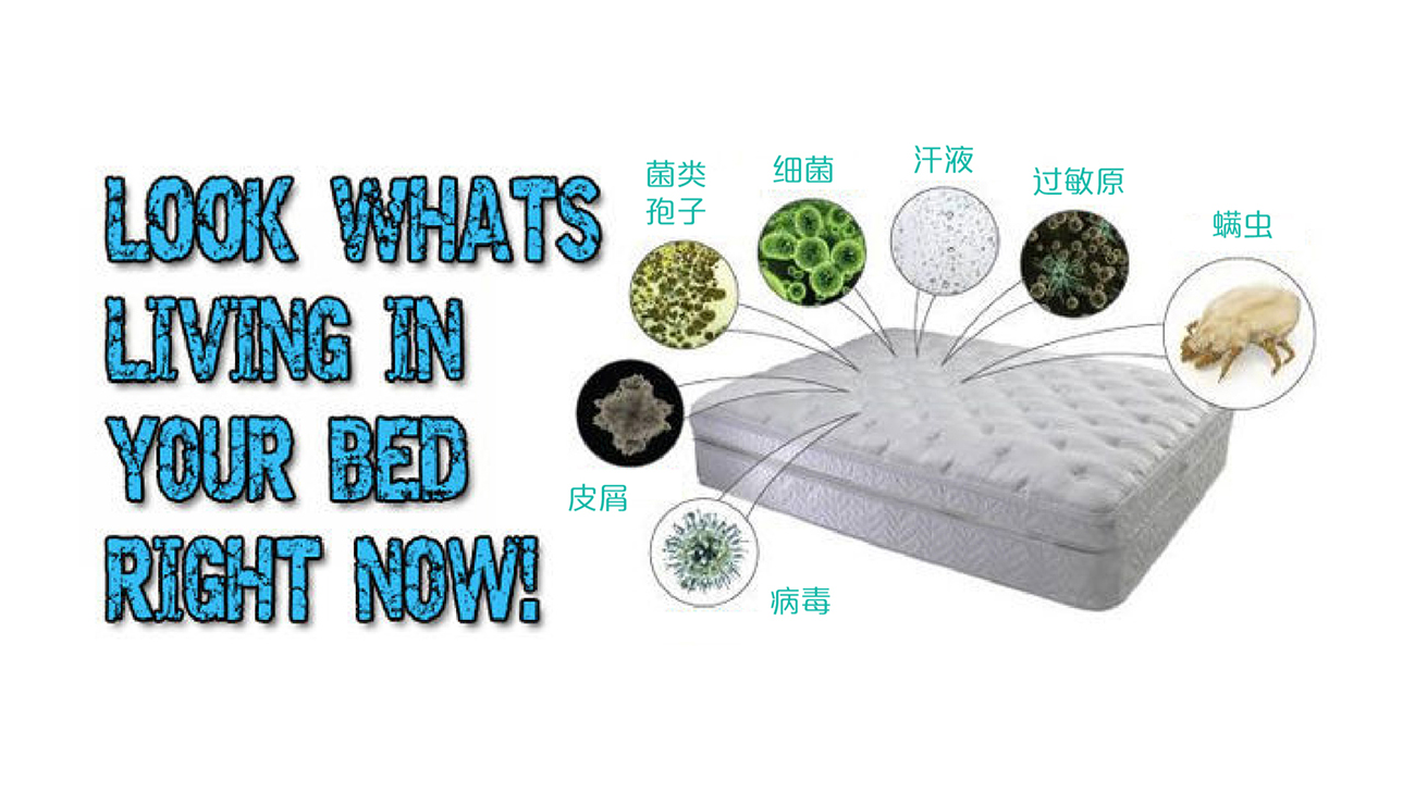 床垫螨虫及各种微生物示意图