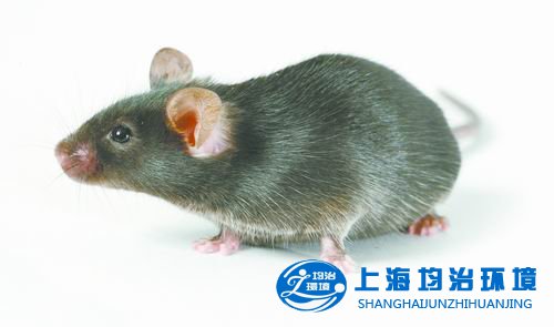预防鼠疫科学知识