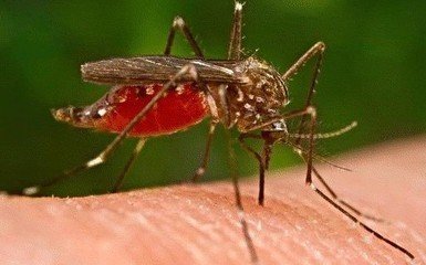 立夏过后，怎么预防蚊虫叮咬？