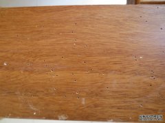 木板生小孔冒粉末，有白蚁？