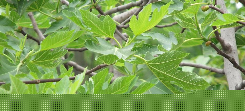 园林叶、花、果病害的防治方案