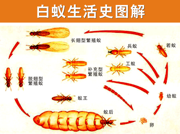 如果预防家里滋生白蚁_虫害知识_新闻资讯_上海均治环境工程有限公司