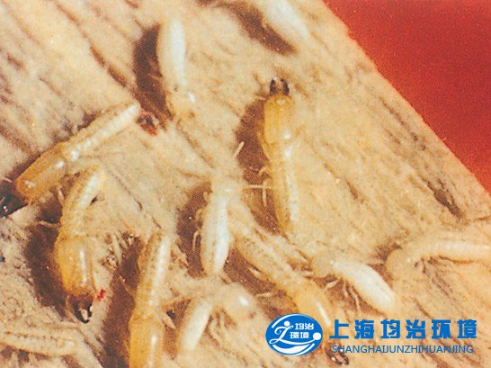 木地板防白蚁外更要注意防潮