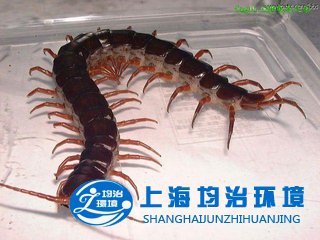 蜈蚣咬伤不能喝雄黄酒，应该怎么破？