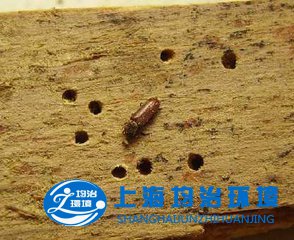 如何消灭门框上的粉蠹虫？