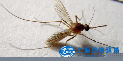 每年夏秋季＂小咬＂很猖獗 医生提醒被咬后不要