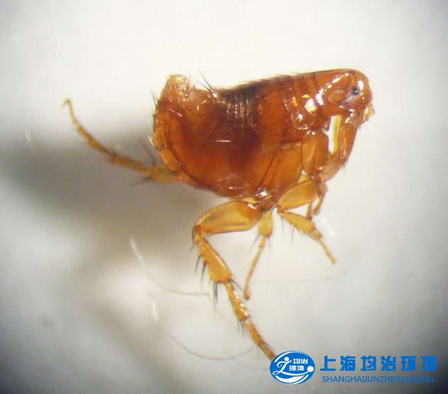 善跳的蚤_虫害知识_新闻资讯_上海均治环境工程有限公司