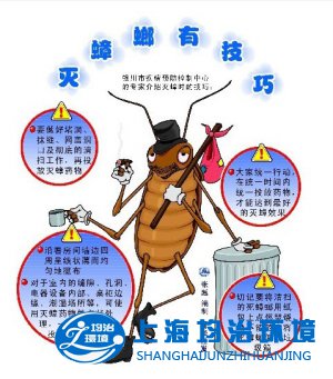 立秋后，“小强”又开始猖獗