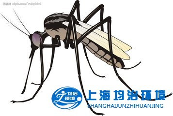 秋蚊子”猛如虎 清积水防蚊虫